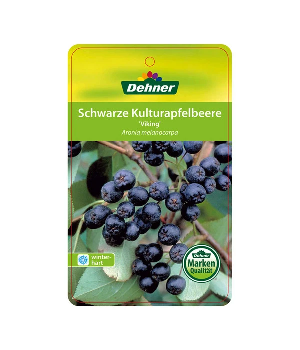 Apfelbeere, Aronia 'Viking' 4 Apfelbeere, Aronia 'Viking' – Bild 4