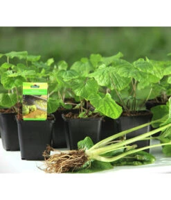 Wasabi -Blumen Geschaft 20120718 WE MO 001 Wasabi Gs kleine Planzen 03