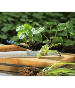 Wasabi -Blumen Geschaft 20120718 WE MO 002 Wasabi Gs Reibe Matte Totale