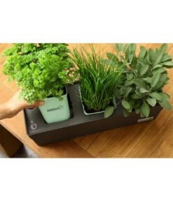 GREENBAR® Kräuterkasten, Ca. B48/H15,5/T16 Cm -Blumen Geschaft 20150713 338 greenbar steps 4 studio herzig