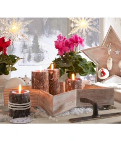 Alpenveilchen, Gefranst -Blumen Geschaft 20150914 WE MO 023 Weihnachtsshooting 2015