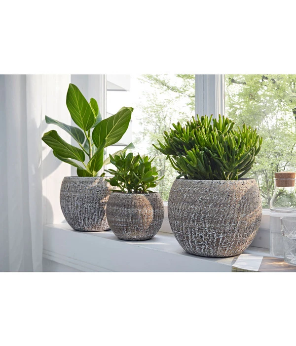 Banyanbaum - Ficus Benghalensis 'Audrey' 2 Banyanbaum - Ficus Benghalensis 'Audrey' – Bild 2