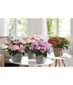 Hortensie - Hydrangea Macrophylla 'Tiffany' -Blumen Geschaft 20180522 PR MO 002 HortensienPremium