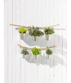 Dehner Gourmet Garten Strauchbasilikum 'Magic Blue' -Blumen Geschaft 20181011 PR MO 003 Kraeuter 04