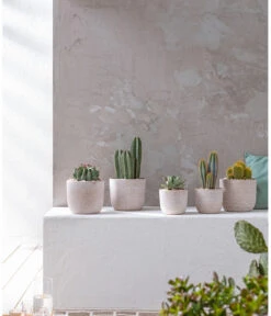 Agave 'Cuba' - Agave, Verschiedene Sorten -Blumen Geschaft 20190301 PR MO 001 Kakteen und Succulenten 01