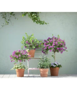 Kreuzblume, Stämmchen -Blumen Geschaft 20190418 PR MO 01 KuebelpflanzenPolygalaEucalyptus GC05 01