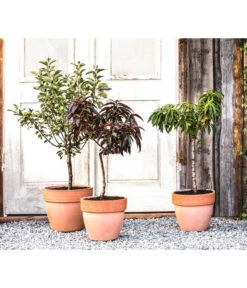 Zwergpfirsich 'Amber Pix Zee' -Blumen Geschaft 20190626 WE MO 002 ZwergundSaeulenobst GC10 2020 2