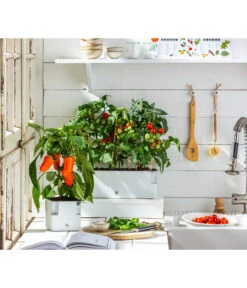 Pick-a-Pep® Paprika, Rot -Blumen Geschaft 20200604 WE MO 001 IndoorTomatePaprika 2021 GC11