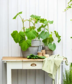 Mini Schlangengurke -Blumen Geschaft 20200717 8842643 WE MO 002 CucurbitaePepoZucchiniGruen 2021 GC13 01