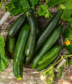 Mini Schlangengurke -Blumen Geschaft 20200722 8830747 8831000 WE MO 001 GurkeEtikett