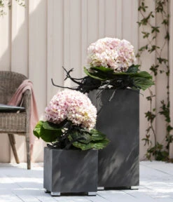 Bauern-Hortensie 'Avantgarde' -Blumen Geschaft 20210415 WE MO 001 HortensieAvantgarde BL08 2022 01