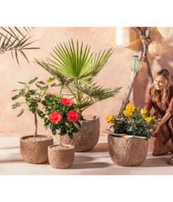 Zimmerhibiskus - Hibiscus Rosa-sinensis, Verschiedene Sorten 11 Zimmerhibiskus - Hibiscus Rosa-sinensis, Verschiedene Sorten -Blumen Geschaft 20210520 WE MO 001 Orientalisch