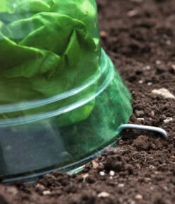 Windhager Pflanzenhut, Ø24 Cm, 10 Stk. -Blumen Geschaft 2062289 WE DE 001 WindhagerPflanzenhut