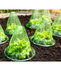 Windhager Pflanzenhut, Ø24 Cm, 10 Stk. -Blumen Geschaft 2062289 WE MO 001 WindhagerPflanzenhut