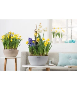 LECHUZA® Kunststoff-Schale Cubeto Stone, Rund -Blumen Geschaft 2182541 2182582 2182547 2180354 WE MO 002 LECHUZACubetoColor