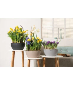 LECHUZA® Kunststoff-Schale Cubeto Stone, Rund -Blumen Geschaft 2182541 2182582 2182590 2182566 2182574 2180354 WE MO 001 LECHUZACubetoColor