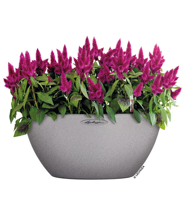 LECHUZA® Kunststoff-Schale Cubeto Stone, Rund – Bild 4