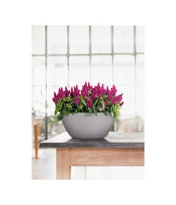 LECHUZA® Kunststoff-Schale Cubeto Stone, Rund -Blumen Geschaft 2182574 2180354 WE MO 007 LECHUZACubetoColorrundgranit