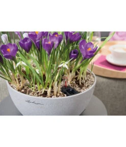 LECHUZA® Kunststoff-Schale Cubeto Stone, Rund -Blumen Geschaft 2182574 2180354 WE MO 016 LECHUZACubetoColorrundgranit