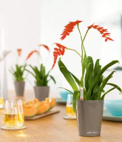 LECHUZA® DELTINI, All-in-One-Set -Blumen Geschaft 2425130 WE MO 001 MINIDELTINItaupehochglanz