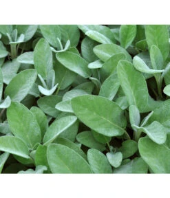 Dehner Gourmet Garten Salbei -Blumen Geschaft 2782373 BildD 001 GourmetGartenSilbersalbeiCulinariaGgSalbeiCulinaria