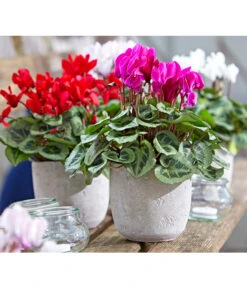 Dehner Beton-Übertopf Jimmy, Rund, Hellgrau -Blumen Geschaft 2791507 PR MO 001 TopfJimmyGrauUveSauer