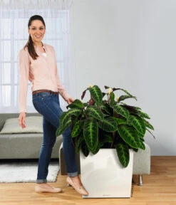 LECHUZA® Rolluntersetzer Für CLASSICO/QUADRO -Blumen Geschaft 3179538 WE MO 005 CubePremiumWeissRolluntersetzer 3468089