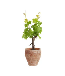 Terrakotta-Topf Perugia, Rund, Antik-terrakotta -Blumen Geschaft 3315926 3315892 3315819 WE FS 002 TerrakottaPflanztopfantikrund