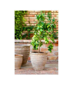 Terrakotta-Topf Perugia, Rund, Antik-terrakotta -Blumen Geschaft 3315926 3315892 3315819 WE MO 001 TerrakottaPflanztopfantikrundBlumentopf