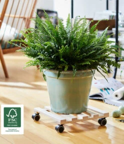 Wagner Multi Pflanzenroller Buche, 35 X 35 Cm -Blumen Geschaft 3519428 WE MO 002 MULTIROLLERPALETTI