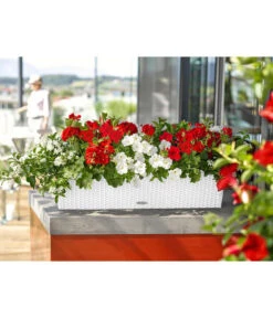 LECHUZA® Kunststoff-Kasten Balconera Cottage, Rechteckig -Blumen Geschaft 3815180 WE MO 001 LECHUZABlumenkastenBalconeraCottage