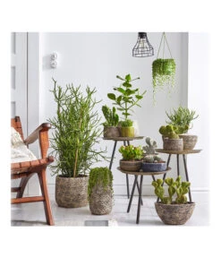 Dehner Keramik-Übertopf Stef, Bauchig, Braun, Ca. Ø25 Cm -Blumen Geschaft 4083309 PR MO 002 TrenthemaIStefSukkulententhema 4083317 4083325 4083333 4084349 4084356 4084372 4084380 1