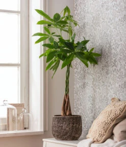 Dehner Keramik-Übertopf Stef, Rund, Braun -Blumen Geschaft 4083325 82506059 4083325 WE MO 001 TopfStefBraunPachiraAquatica