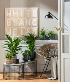 Goldfruchtpalme - Dypsis Lutescens -Blumen Geschaft 4099883 PR MO 001 TopfElsaPetrolKorbPapette