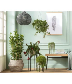 Metall-Pflanzenständer Ascot, Schwarz -Blumen Geschaft 4106290 PR MO 001 TopfLinaGruenAmpelGruenPodestAscot 2792224 4222725