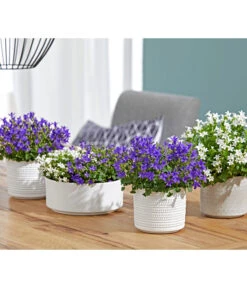 Dehner Keramik-Übertopf Sino, Rund -Blumen Geschaft 4205092 PR MO 001 TopfSinoKachelnWeissTopfSinoPunkteGrau 4205092 4222816 4222824 4047387 4107728 4066007