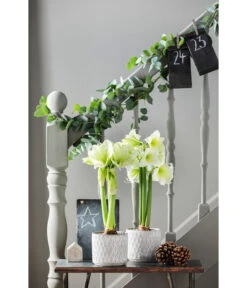 Amaryllis - Hippeastrum Hybride 'Alfresco' -Blumen Geschaft 4306726 PR MO 002 TopfAmyWeiss16