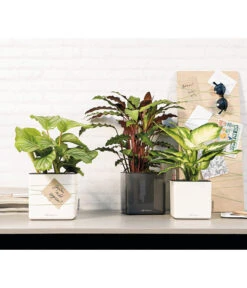 LECHUZA® CUBE Glossy, All-in-One Set -Blumen Geschaft 4310470 4310454 WE MO 001 CubeGlossyAnthrazitWeiss