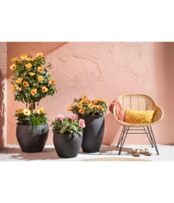 Zimmerhibiskus - Hibiscus Rosa-sinensis, Verschiedene Sorten 12 Zimmerhibiskus - Hibiscus Rosa-sinensis, Verschiedene Sorten -Blumen Geschaft 4319398 PR MO 001 KunststoffTopfSchwarz