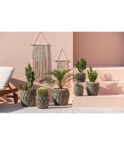 Agave 'Cuba' - Agave, Verschiedene Sorten -Blumen Geschaft 4432415 PR MO 001 KeramikTopfNero