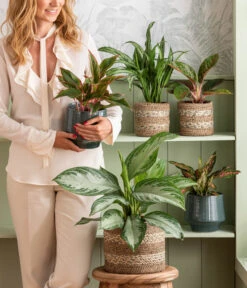 Dehner Keramik-Übertopf Elsa, Bauchig, Türkis -Blumen Geschaft 4440095 WE MO 001 Aglaonema