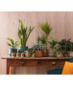 Dehner Keramik-Übertopf Elsa, Bauchig, Türkis -Blumen Geschaft 4440152 WE MO 001 TopfElsaKorbPapetteTopfThies 409883