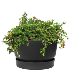 Elho Kunststoff-Schale Greenville, Ca. Ø33/H19,5 Cm -Blumen Geschaft 4474292 WE DE 001 elhoKunststoffSchaleGreenville