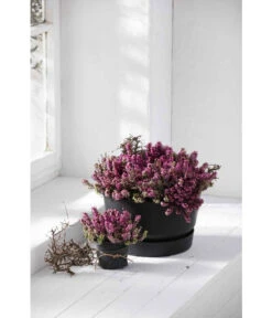 Elho Kunststoff-Schale Greenville, Ca. Ø33/H19,5 Cm -Blumen Geschaft 4474292 WE MO 003 elhoKunststoffSchaleGreenville