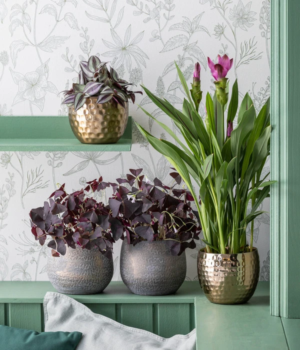 Dreieckiger Glücksklee - Oxalis Triangularis 2 Dreieckiger Glücksklee - Oxalis Triangularis – Bild 2