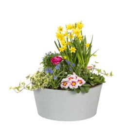 Scheurich Kunststoff-Topf C-Cone Bowl, Rund, Ca. Ø38,9/H17,5 Cm -Blumen Geschaft 4497269 WE FS 002 ScheurichKunststoffTopfCConeBowlGrau