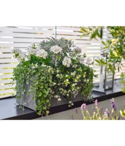 Dehner Leichtbeton-Kasten Rock, Rechteckig, Grau -Blumen Geschaft 5157607 5157615 WE MO 001 DehnerLeichtbetonKastenrockgrau