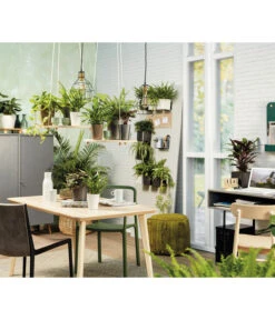 LECHUZA® CUBE Glossy, All-in-One Set -Blumen Geschaft 5478094 3890670 5473368 4310470 4310512 WE MO 006 MiniDeltiniCubeGlossyAnthrazit