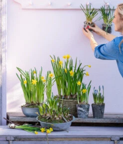 Narzissen Tête à Tête' In Zinkschale, Ca. Ø29 Cm -Blumen Geschaft 6019111 WE MO 001 ZinkschaleNarzissen