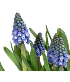 Traubenhyazinthen In Zinkschale, Ca. Ø29 Cm -Blumen Geschaft 6019152 WE DE 001 MuscariMarleen2T11Traubenhyazinthe